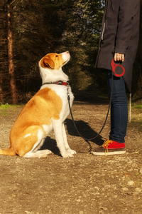 Pet Automatic Telescopic Traction Rope